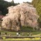 THE　又兵衛桜