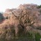 THE　又兵衛桜