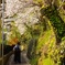 春・桜・花粉症