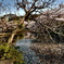 鶴岡八幡宮庭園