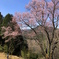 江戸彼岸桜
