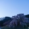 又兵衛桜