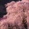 又兵衛桜