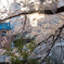 目黒川の桜その１