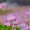 蓮華寺の蓮華草⑨