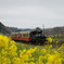 菜の花と小湊鉄道