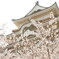 福山城と桜