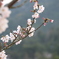 深山 赤松池の桜