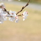 公園の桜