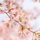 Cherry blossom 2019