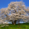 幾坂池の一本桜