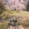 戸津部の桜