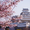 桜色