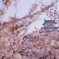 桜に包まれ