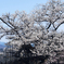 天空の大桜に人々の献身を見る