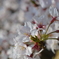 ことしの桜