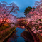 夜桜