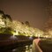 夜桜