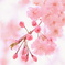 優しい桜色の中で