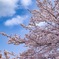 平成最後の桜