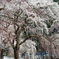 清雲寺のしだれ桜