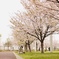 終わりがけの桜