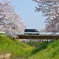 佐保川の桜