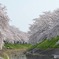 佐保川の桜