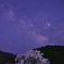 又兵衛桜