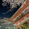 雨引観音 夜桜ライトアップ