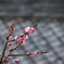 春1