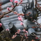 春2