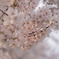 桜満開！