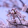 満開の桜