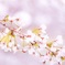 お花見
