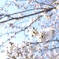 春爛漫