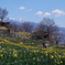 スイセンと浅間山