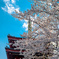 塔と桜