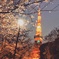 東京タワーと桜