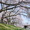 河川桜並木@福井県足羽川