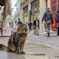 イスタンブール 猫