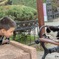 イスタンブール 猫 