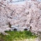 奈良県某所の桜並木にて