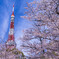 東京タワーと桜