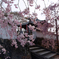 岡寺01