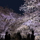 夜桜見物