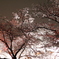 夜桜