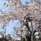 2019.4.4 醍醐寺