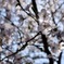 2019.4.4 醍醐寺