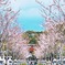 段葛の桜